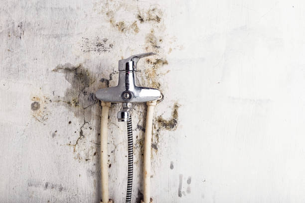 Best Black Mold Removal  in Reynoldsburg, OH