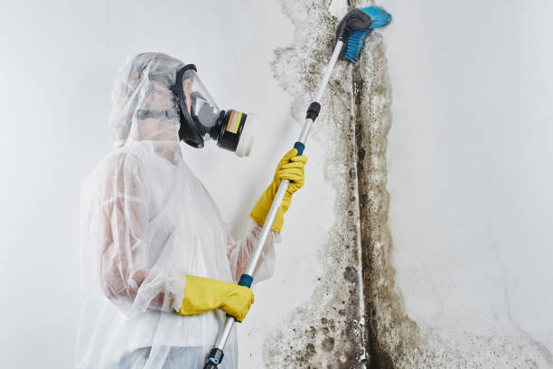 Best Home Mold Removal  in Reynoldsburg, OH
