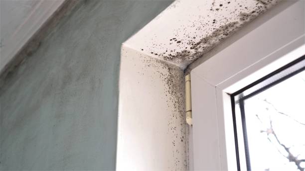 Best Mold Remediation Experts  in Reynoldsburg, OH