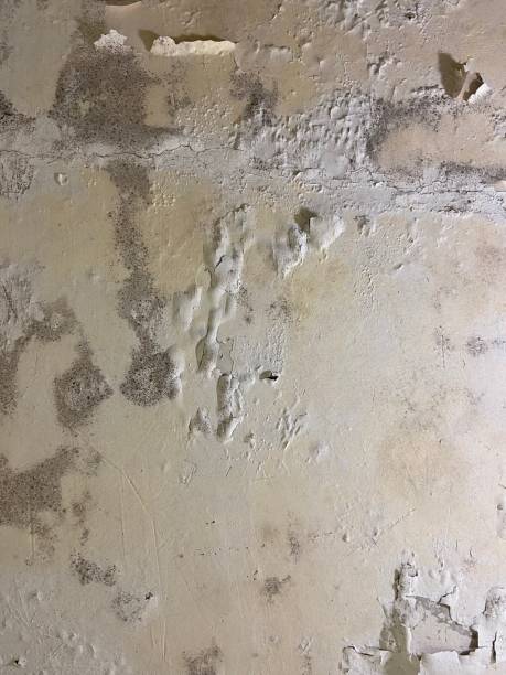 Best Fast Mold Removal  in Reynoldsburg, OH