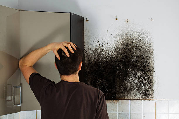 Best Mold Remediation Services  in Reynoldsburg, OH