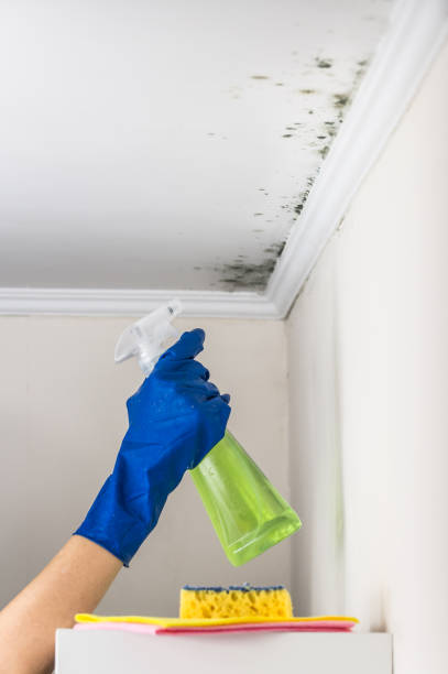 Trusted Reynoldsburg, OH Mold Removal Experts