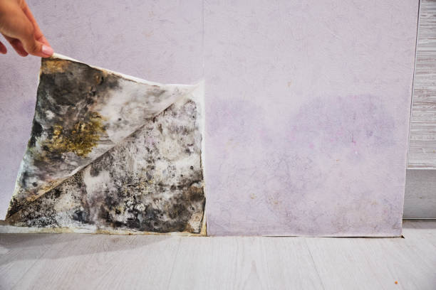 Best Residential Mold Removal  in Reynoldsburg, OH